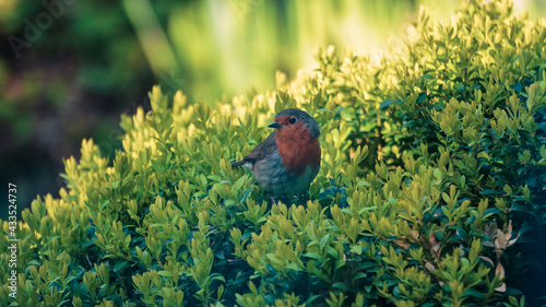 Cute little Robin bird sitting in a boxwood bush in a green garden looking sideways at viewer