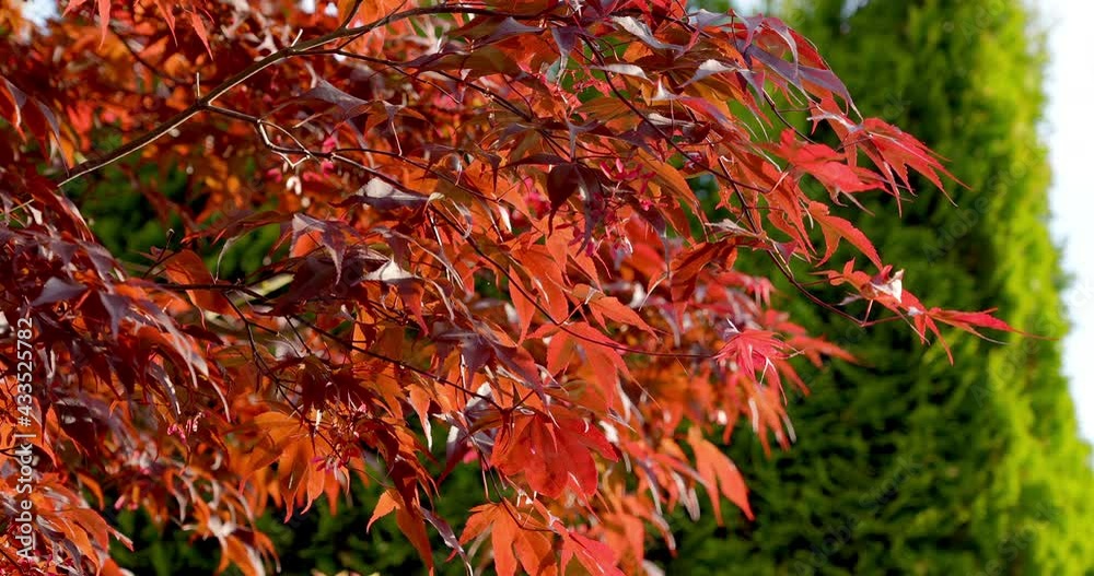 Establishing shot of beautiful floral spring abstract background of nature. Branches of red maple leaves with soft focus on blue sky background. Day time on May 2021. Still camera view. ProRes 422 HQ. Establishing shot of beautiful floral spring abstract background of nature. Branches of red maple leaves with soft focus on blue sky background. Day time on May 2021. Still camera view. ProRes 422 HQ.