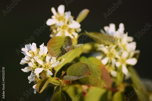 Amelanchier flowers in morning dew, closeup of blooming shadbush photo