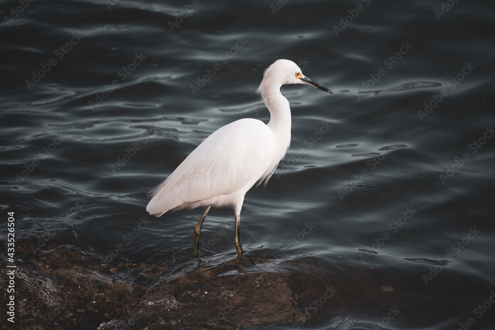 Naklejka premium heron waiting for the fish