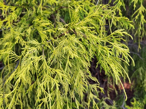 Gold dwarf threadleaf false cypress, Chamaecyparis pisifera. photo