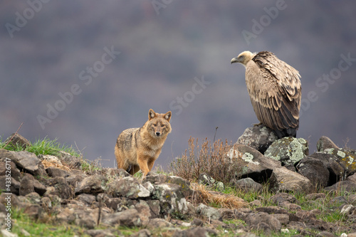 Golden jackal between griffon vultures in Rhodope Mountains. Scavengers looking for food. Jackal and vultures in Bulgaria mountains. European wildlife. 