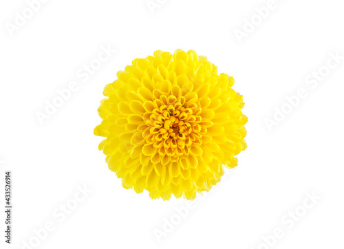 Yellow edible chrysanthemum flower isolated on white background