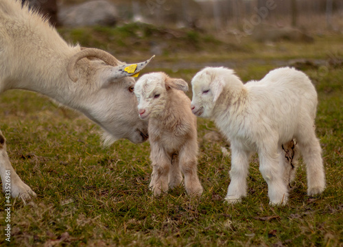 Fototapeta Naklejka Na Ścianę i Meble -  Twin baby goats with mother