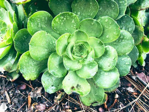 Water droplets rest on a bright green succulent planted outside photo