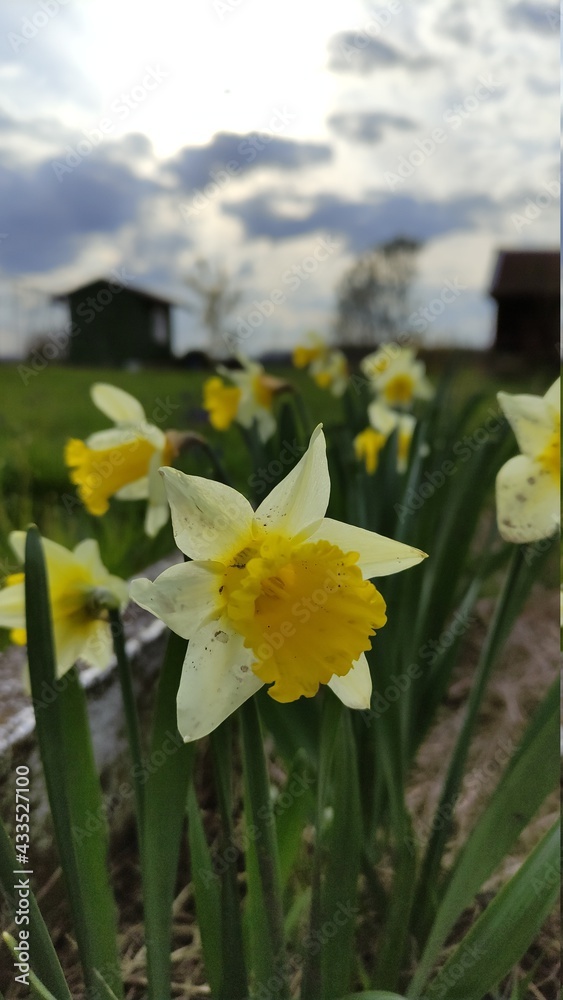 Obraz premium daffodils in spring