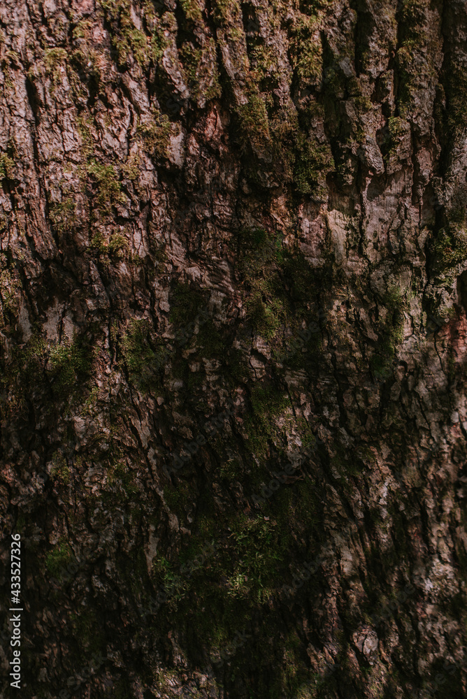 Obraz premium tree bark in the forest