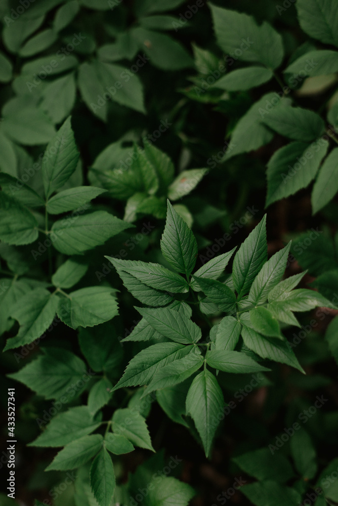 Green leaves in a forest Green leaves in a forest