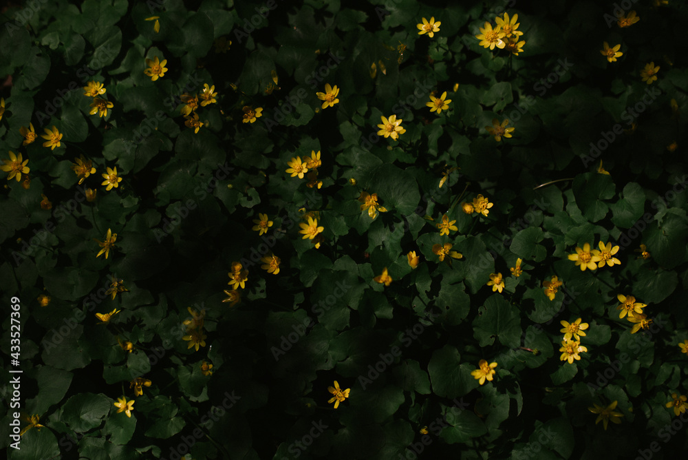 Yellow flowers in the forest Yellow flowers in the forest