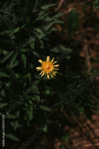 Yellow flowers in the forest