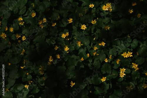 Yellow flowers in the forest