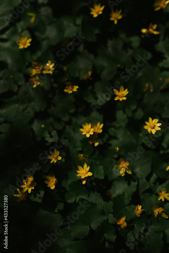 Yellow flowers in the forest