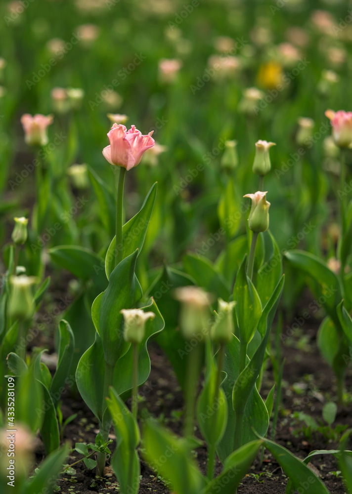 Floral background with blur and selective focus