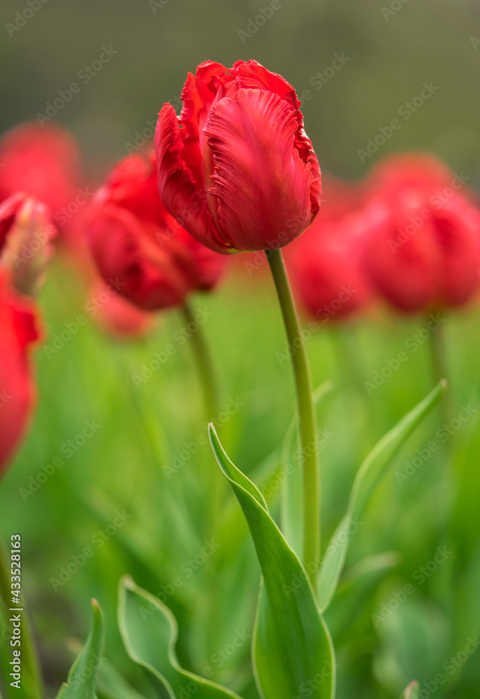 Floral background with blur and selective focus Floral background with blur and selective focus