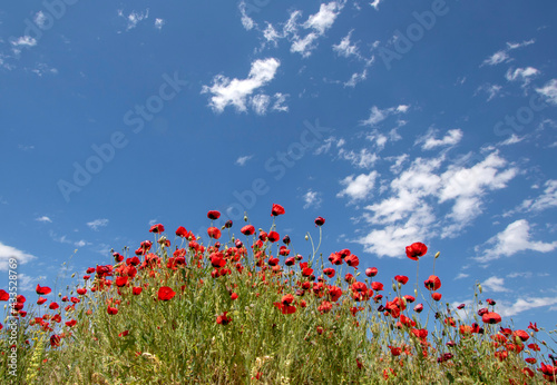 poppy field and blue sky
