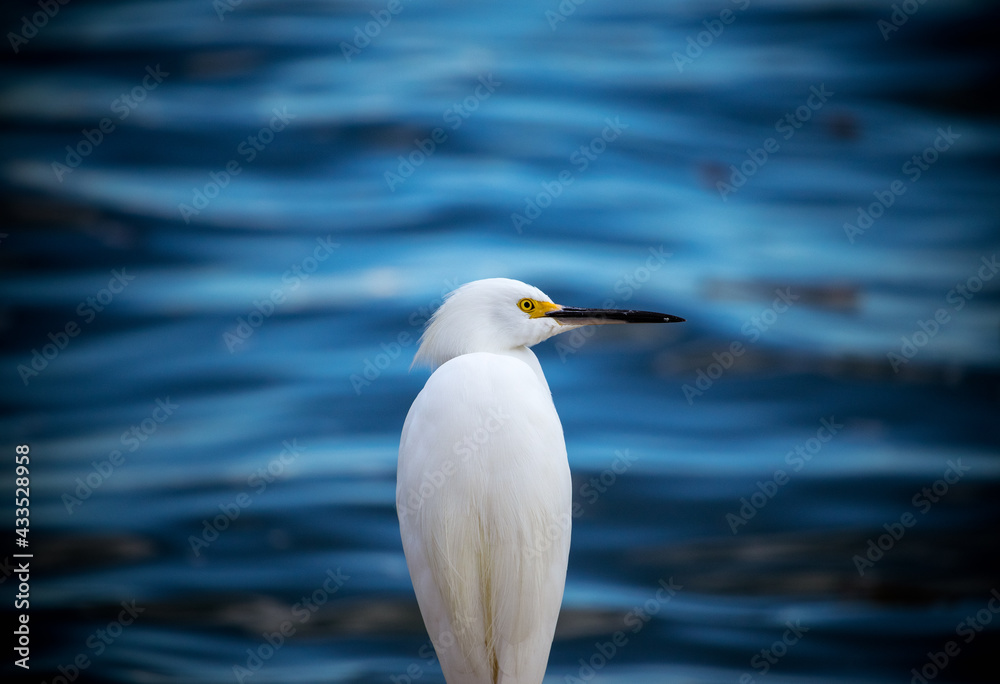 heron at sea heron at sea