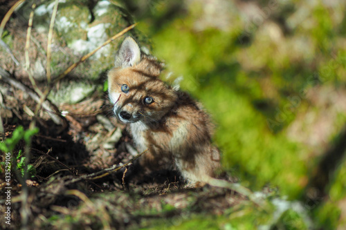 Young wild red fox (vulpes vulpes) in the forest