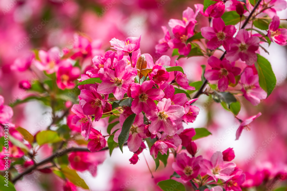 Fresh pink flowers of a blossoming apple tree with blured background Fresh pink flowers of a blossoming apple tree with blured background
