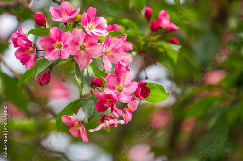 Fresh pink flowers of a blossoming apple tree with blured background