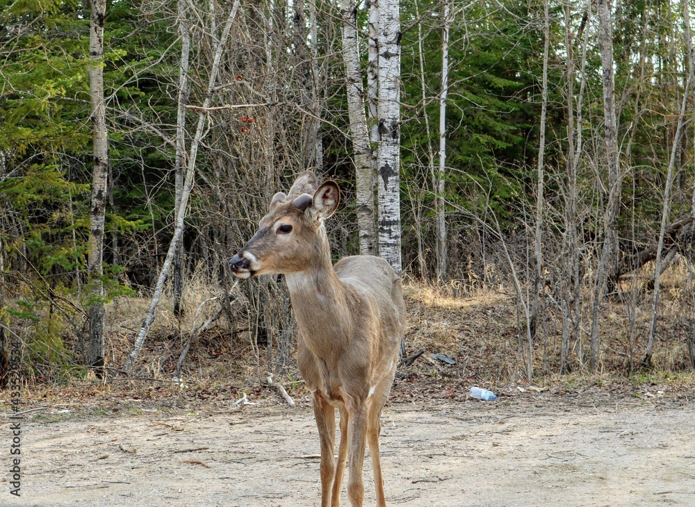 Close-up of a wild deer. Forest in the background Close-up of a wild deer. Forest in the background