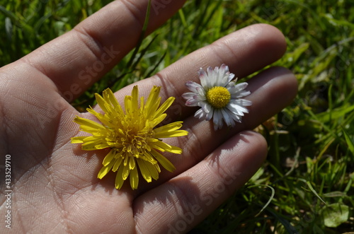 Flowers in the hands