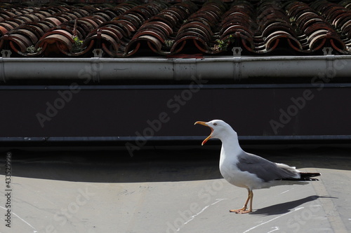 Seagull on rooftop emitting a squawk.