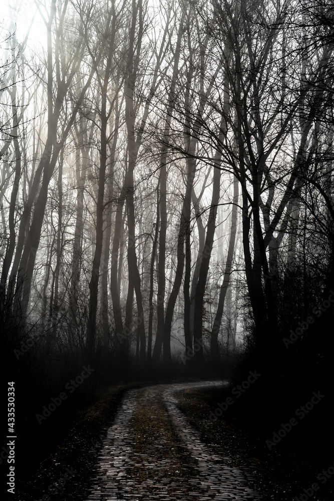 Fototapeta premium Gravel Road Through Mystic Misty Landscape