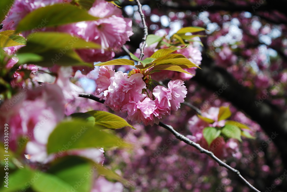 Fototapeta premium 桜