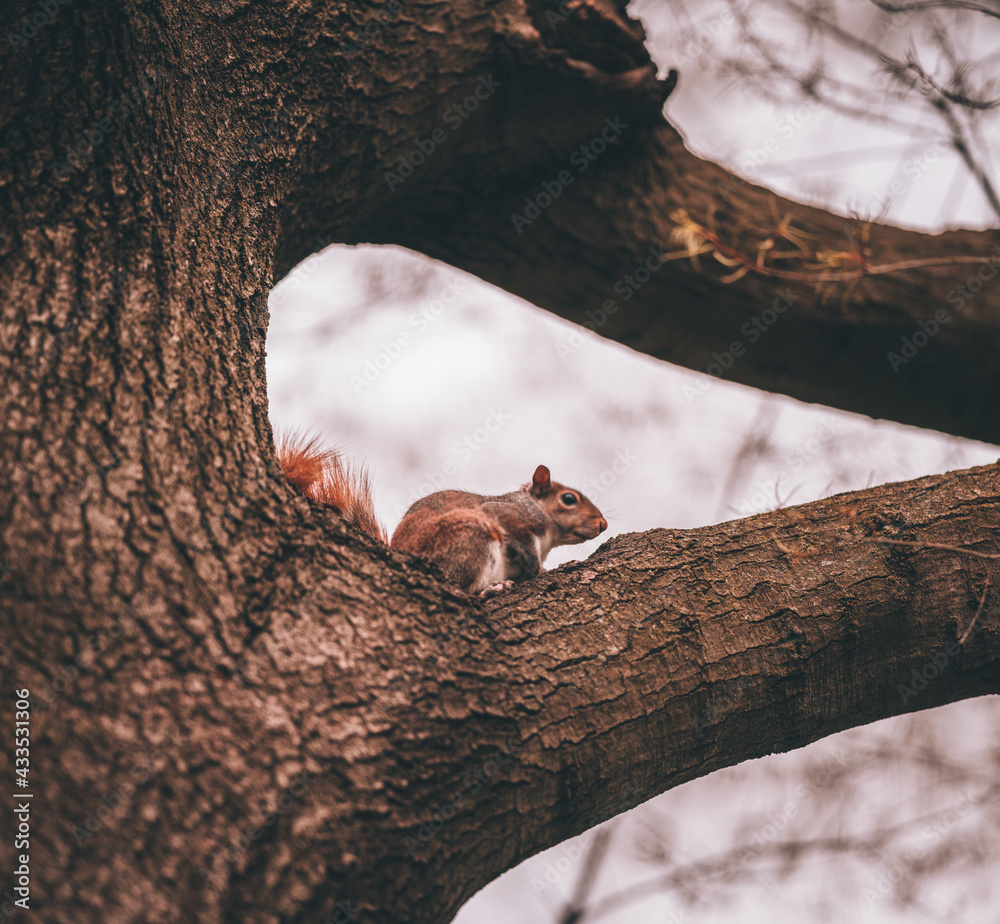 Obraz premium squirrel on a tree beautiful 