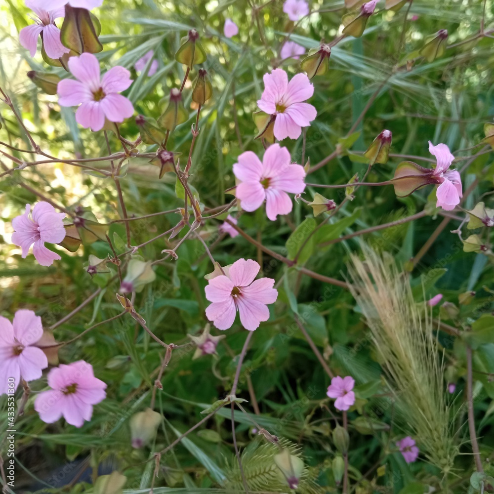 pink flowers in the garden