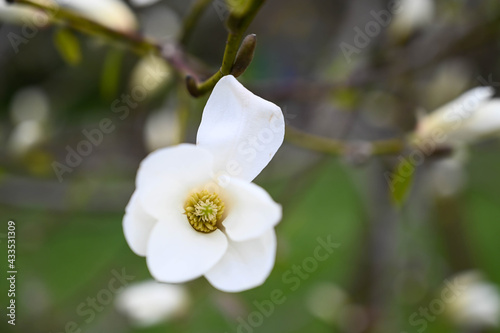 Close-up of a white magnolia flower