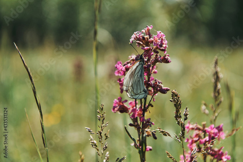 flowers in the field