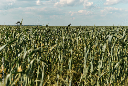 corn field with sky