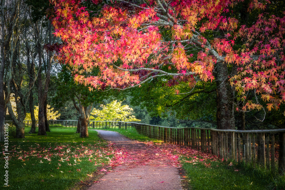 Cornwall Park - Auckland - New Zealand - Autumn 2021