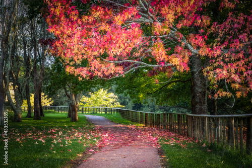 Cornwall Park - Auckland - New Zealand - Autumn 2021