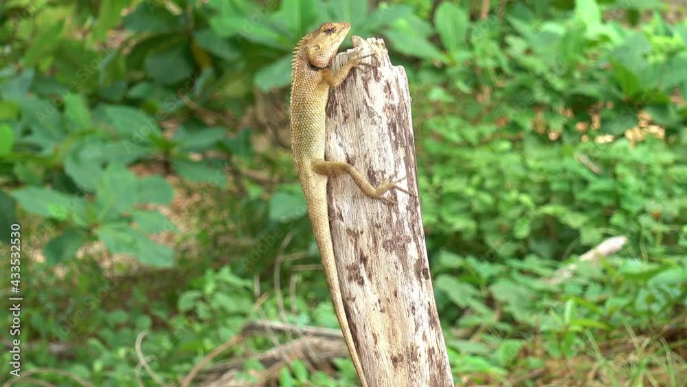 The chameleon sticks on the stump The chameleon sticks on the stump