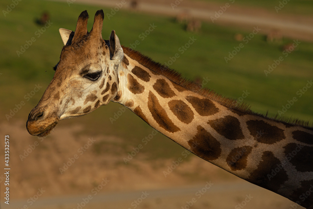 Obraz premium portrait of a giraffe