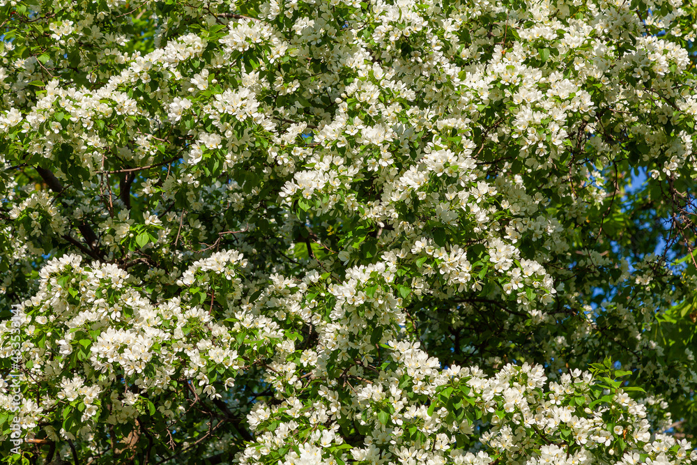 Lush cherry covered with white spring flowers Lush cherry covered with white spring flowers