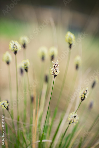 flowers in the spring garden