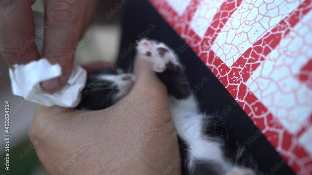 Gatito recién nacidos tomando leche de un bote