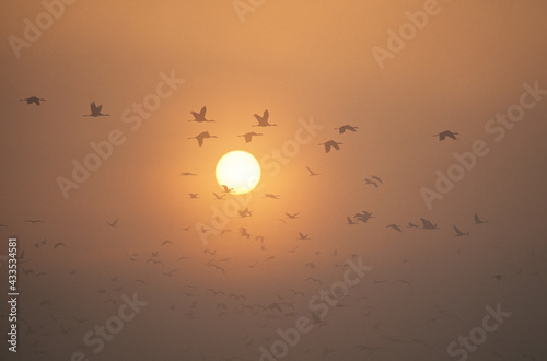 朝日を横切って飛ぶツルの群（鹿児島県・出水市） 