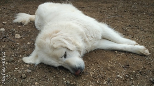 akbash anatolian dog sheepdog 