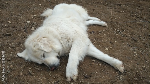 akbash anatolian dog sheepdog 