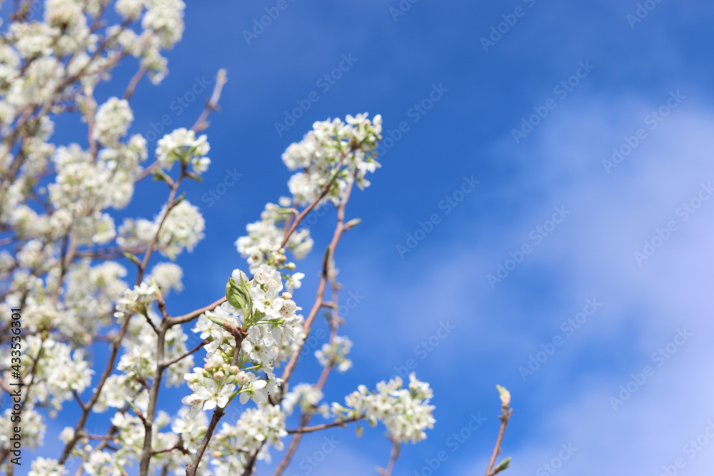 Spring flowers on tree branches against blue sky with clouds on sunny day Spring flowers on tree branches against blue sky with clouds on sunny day