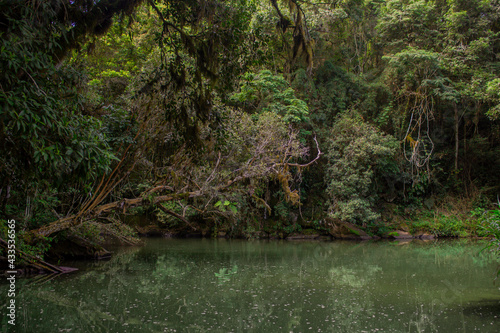 Lago na floresta