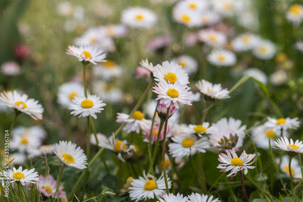 Fototapeta premium field of daisies