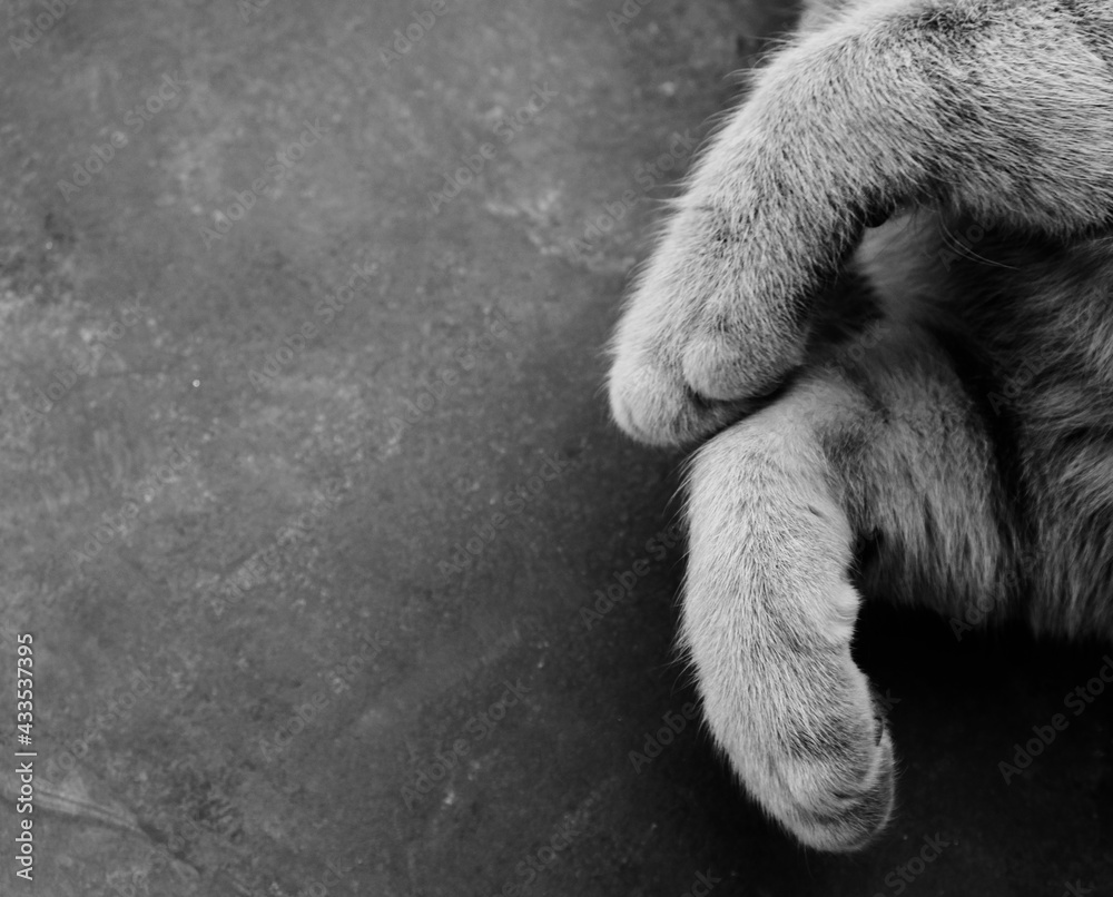 Cat paws and legs on black and white texture background. Cat paws and legs on black and white texture background.