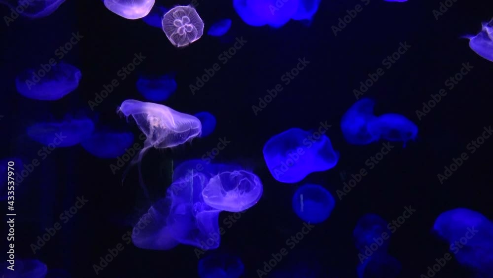 Aurelia Aurita, Moon Jelly swimming underwater. Saucer Jelly, Jellyfish. 4K Aurelia Aurita, Moon Jelly swimming underwater. Saucer Jelly, Jellyfish. 4K