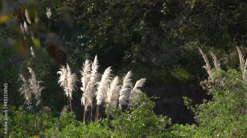 Plumerillos