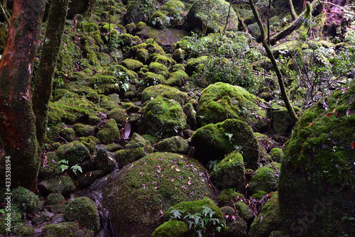 Deep forest of Yakushima, Japan